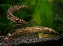 Makroqnatus