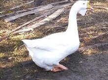 Qaz, ördək və toyuqlar