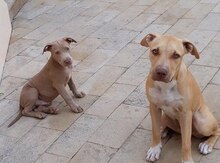 Pitbul