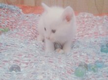 American Shorthair