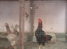 Heyratı