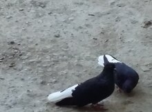 Göyərçinlər