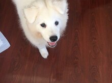 Samoyed