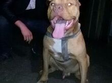 Pitbul