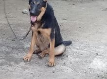 Alman ovçarkası