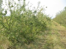98 sot torpaq sahəsi, Xaçmaz r.