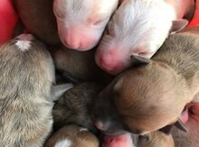 Pitbul balaları