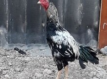 Xoruz