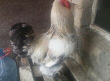Brama beçələri