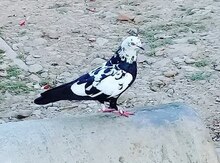 Göyərçin