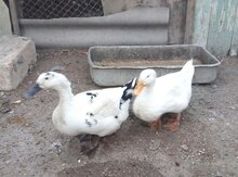 Ördəklər