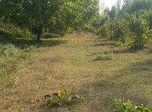 35 sot torpaq sahəsi, Oğuz r.