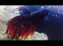 "Rosetail betta" balığı