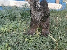 Brama toyuqları