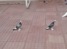 Ağ baş göyərçinlər