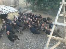 Hind quşları