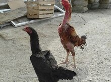 Heyratı xoruzu