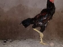 Heyratı fərə