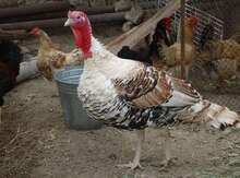 Hind quşları