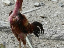 Heyratı yumurtası