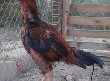 Heyratı