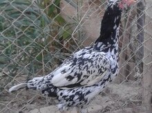 Heyratı