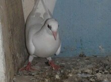 Göyərçin