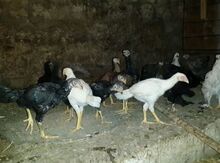 Heyratı toyuqlar
