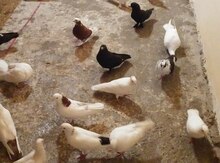 Göyərçinlər