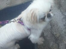 Pekines