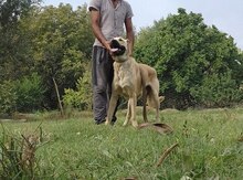 Kanqal