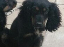 Koker spaniel