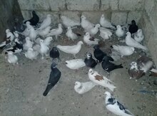Göyərçinlər