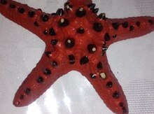 Qurudulmuş meduza