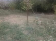 8 sot torpaq sahəsi, Şirvan ş.