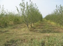 192 sot torpaq sahəsi, Xaçmaz r.