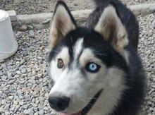 Haski