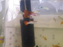Guppy balıqı