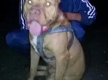 Pitbull