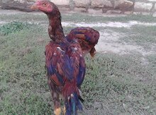 Heyrati xoruzu