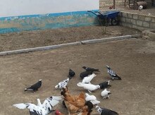 Göyərçinlər