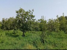 6 sot torpaq sahəsi, Göyçay rayonu