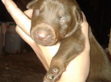 Doberman