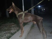 Doberman