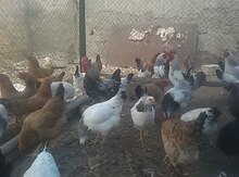 Toyuqlar