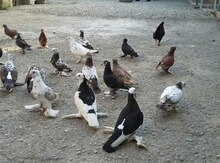 Göyərçinlər