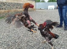 Heyratı xoruzu