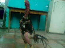 Heyratı xoruzu