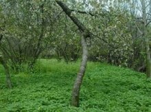 16 sot torpaq sahəsi, Qəbələ r.