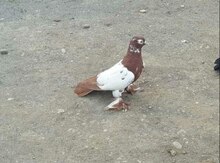Göyərçin